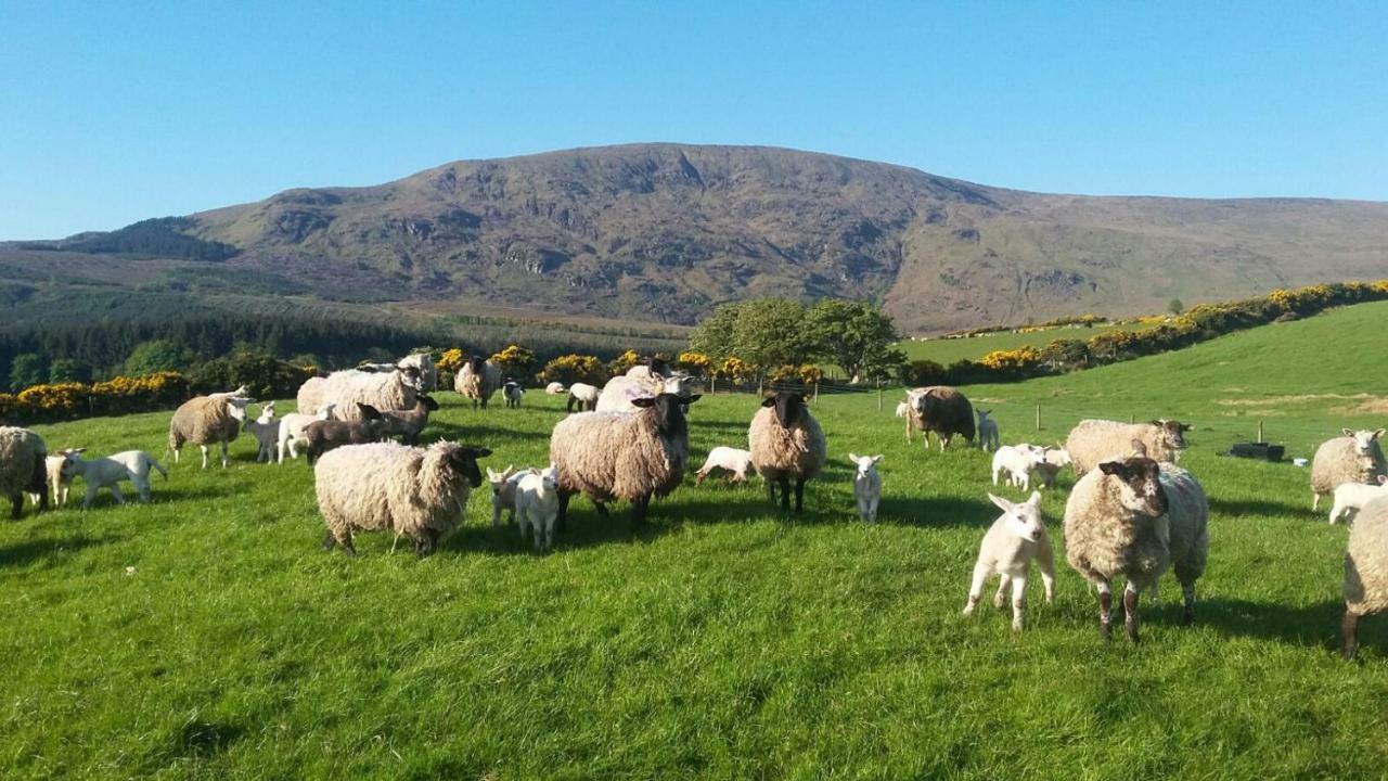 Avondale Villa Sligo Dış mekan fotoğraf